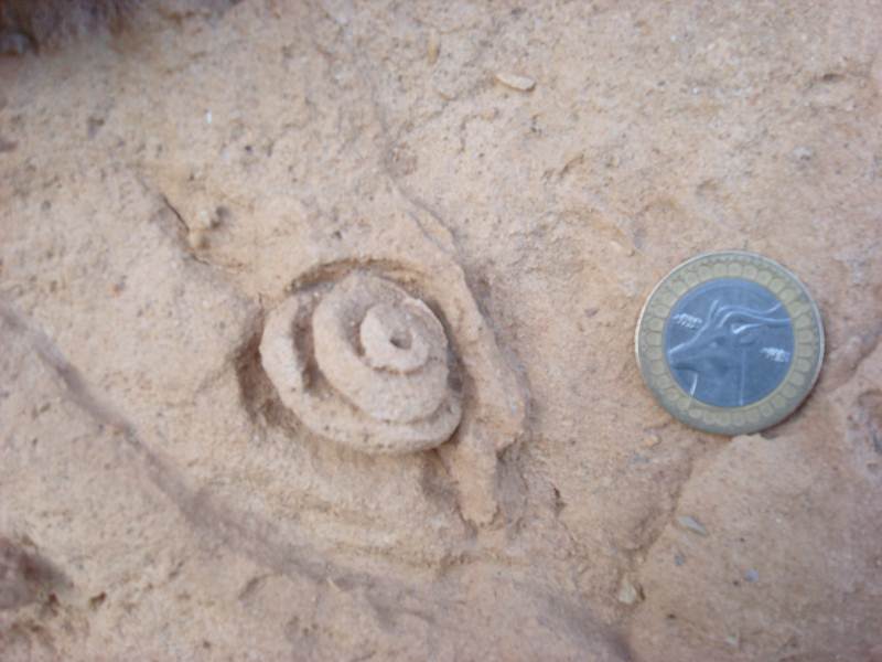 Gasteropodes